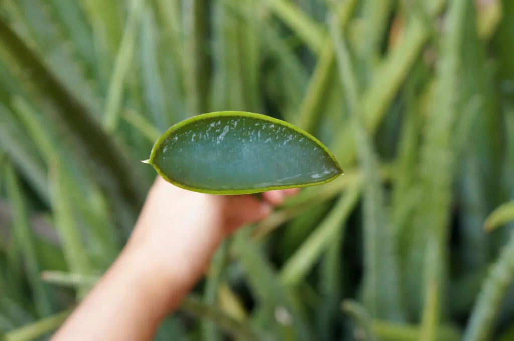 Aloe Vera / Foto: Depositphotos