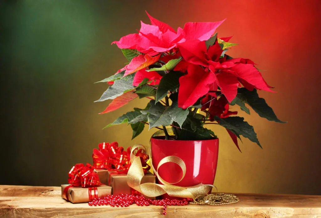 Christmas star / Poinsettia / Photo: Depositphotos