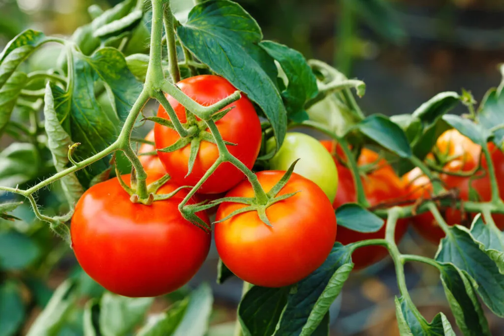 Ripening tomatoes / Photo: Depositphotos