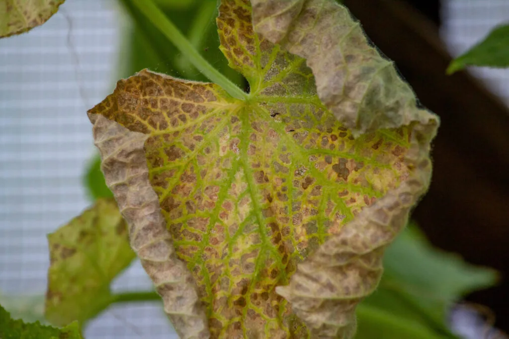 Yellow cucumber leaves / Photo: Depositphotos