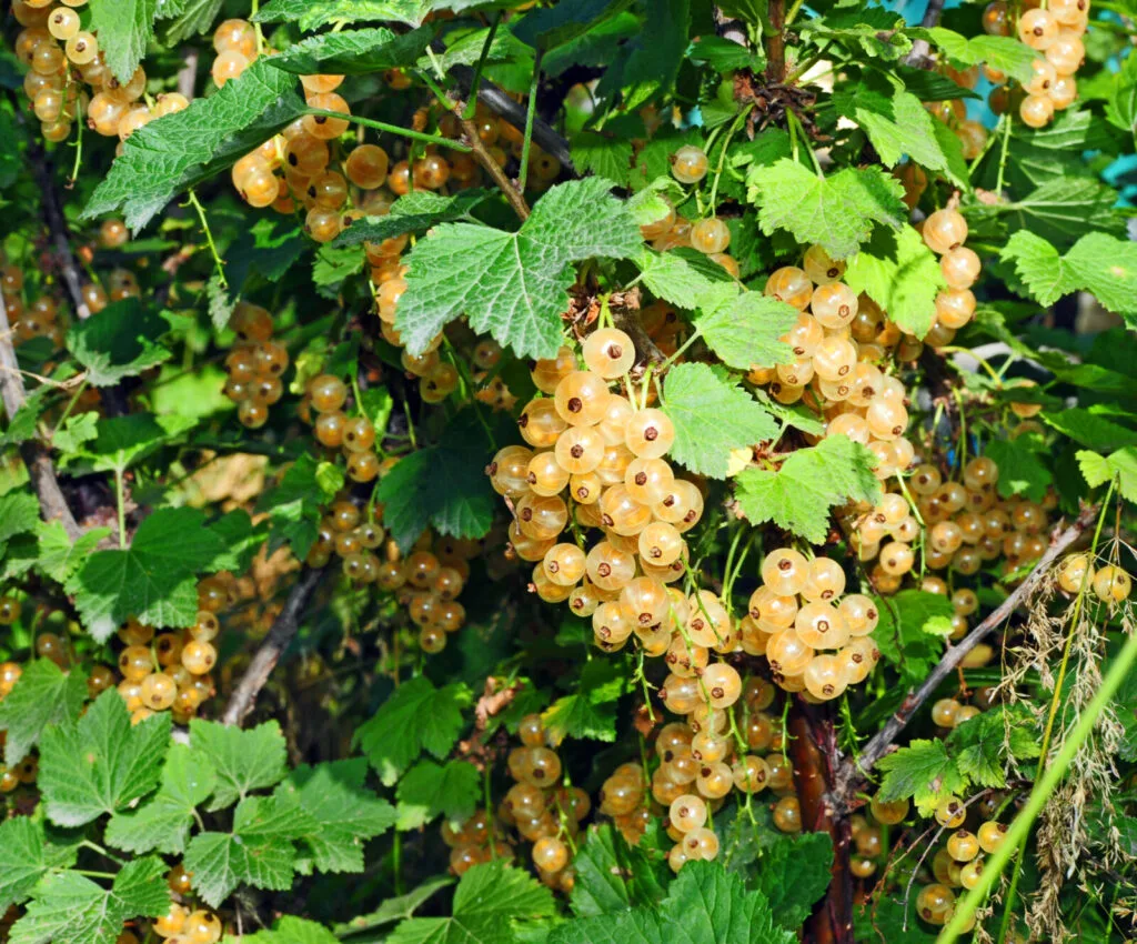 Currant bush / Photo: Depositphotos