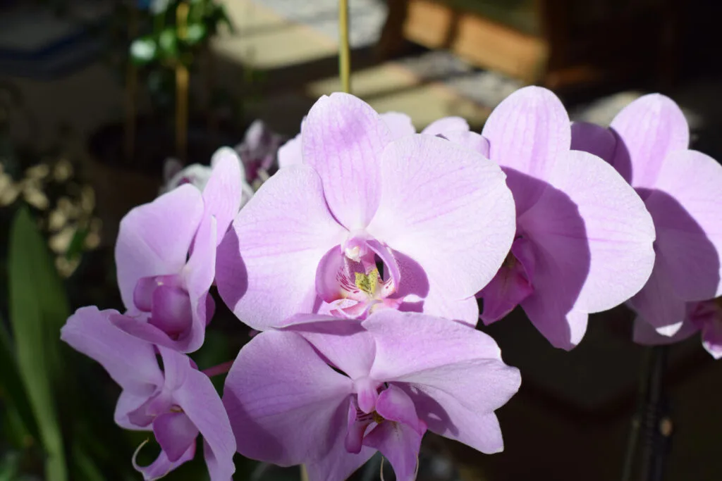Blooming orchid / Photo: Depositphotos