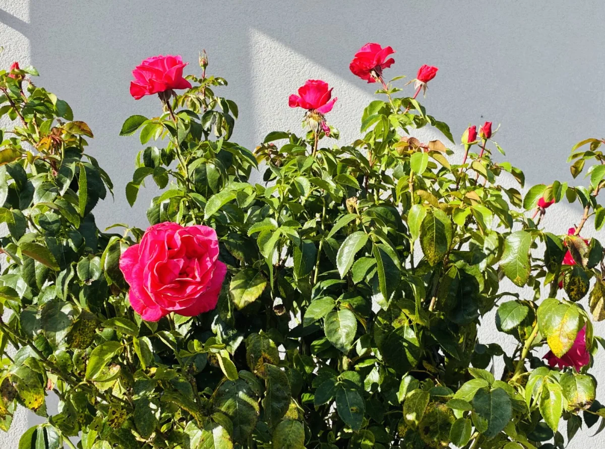 Rose / Photo: Pestrazahrada.cz