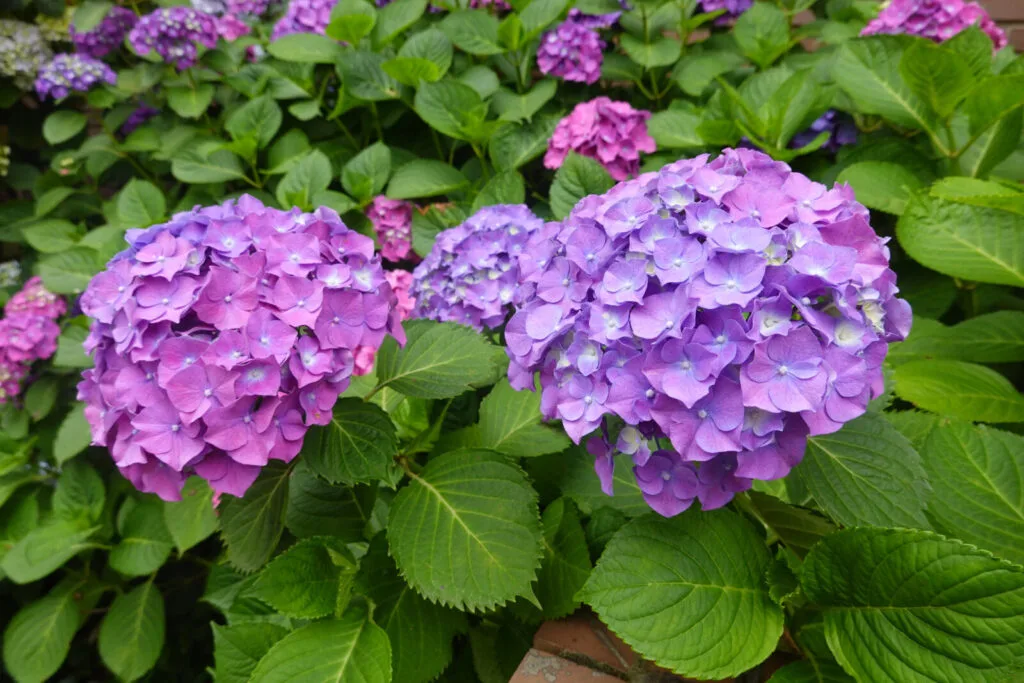 Hydrangeas / Photo: Depositphotos