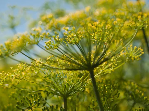 Don’t Clear the Garden to the Last Leaf Some Plants Will Reward You with Free Harvests