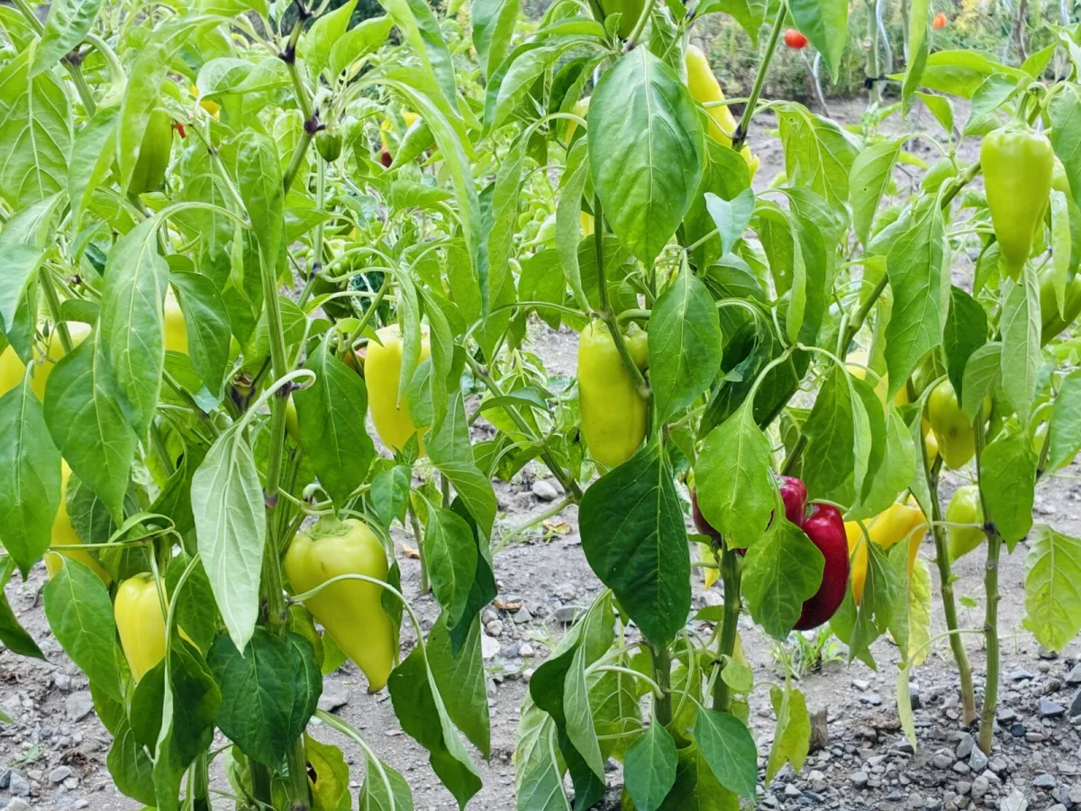 Peppers / Photo: Pestrazahrada.cz