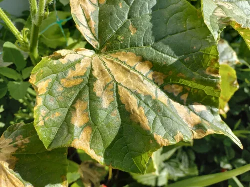 Yellowing cucumber leaves have a clear cause and with the right response plants recover quickly