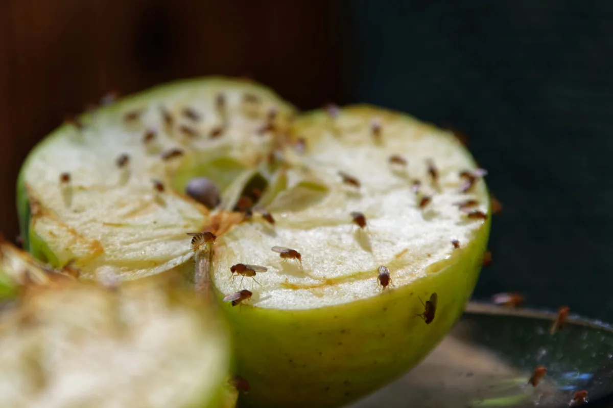Fruit flies / Depositphotos