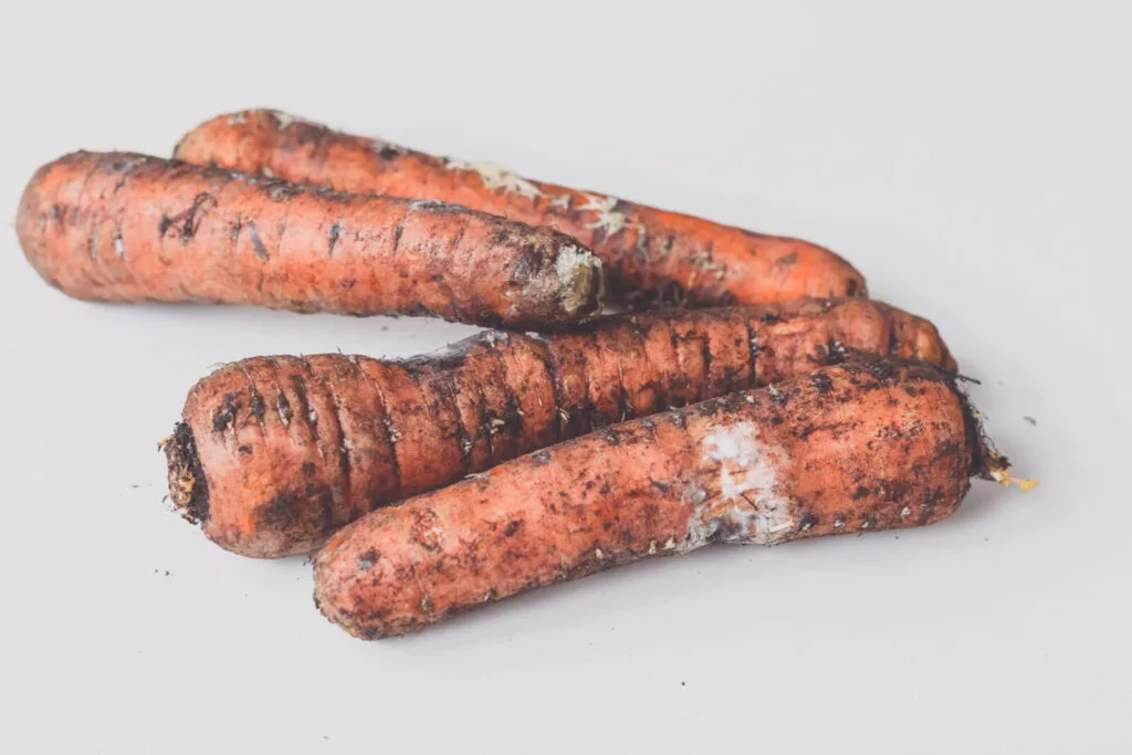 Poor carrot harvest / Photo: Depositphotos