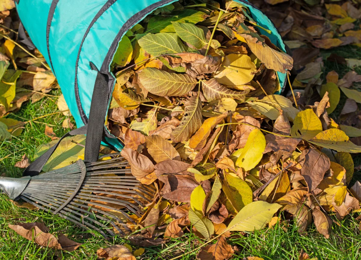 Raking up walnut leaves / Photo: Depositphotos