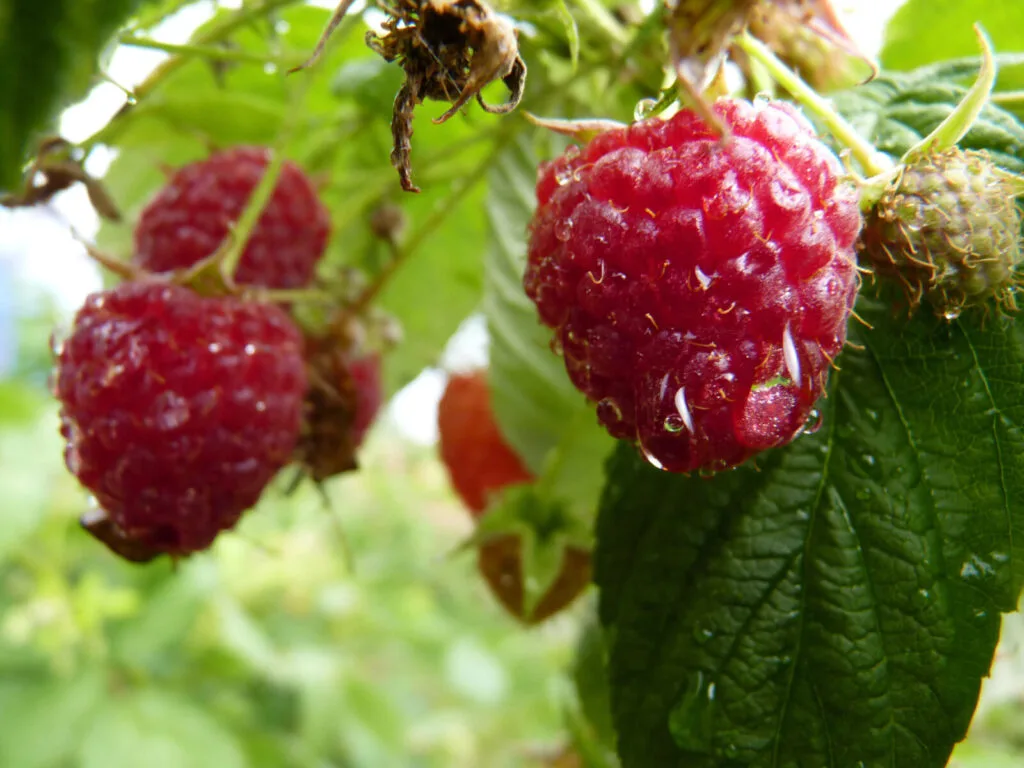 Planting raspberries in autumn / Photo: Depositphotos
