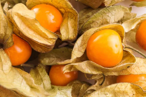 La uchuva madura en otoño y aporta del huerto frutos sabrosos y llenos de nutrientes