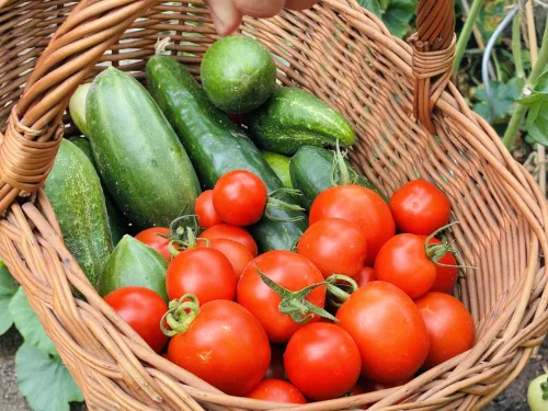The More Often You Harvest, the Longer Plants Keep Cropping