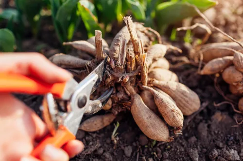 What to Do Before Frosts So Tuberous Plants and Bulbs Make It Through Winter