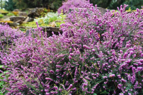 A Simple Trick for Heathers to Flower Profusely and Grow Strong Roots