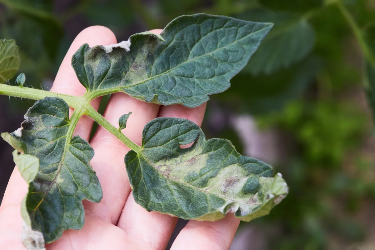 Tomato leaf infected with Phytophthora infestans / Photo: Depositphotos