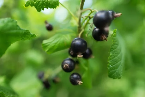 Gardeners Know the Secret to Propagating Currants Direction of the Cut and One Small Detail Matter