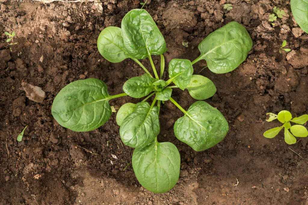 Spinach / Photo: Depositphotos