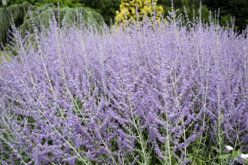 Russian Sage Flowers from Summer into Autumn with Almost No Care