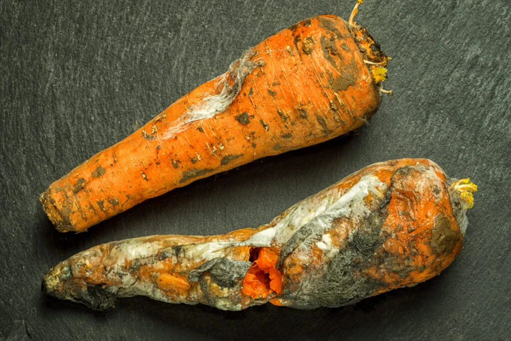 Poor carrot harvest / Photo: Depositphotos