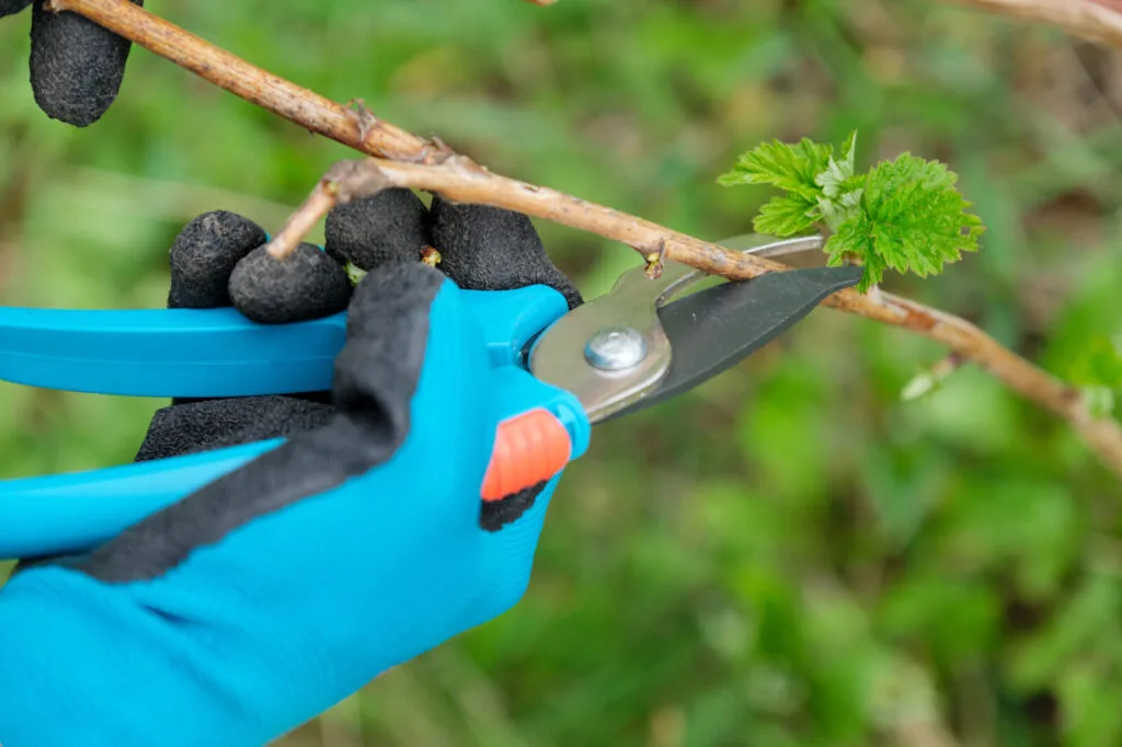 Pruning a raspberry patch / Photo: Depositphotos