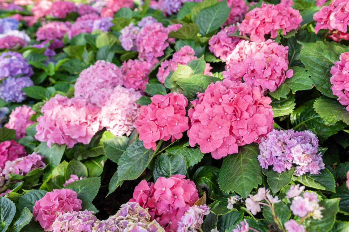 A September Prune Can Cost Hydrangeas All Their Flowers