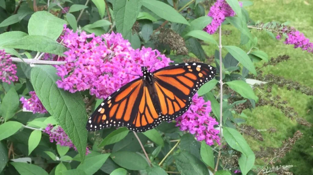 Butterfly bush / Photo: Depositphotos