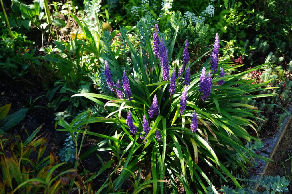 Liriope (lilyturf) / Photo: Depositphotos