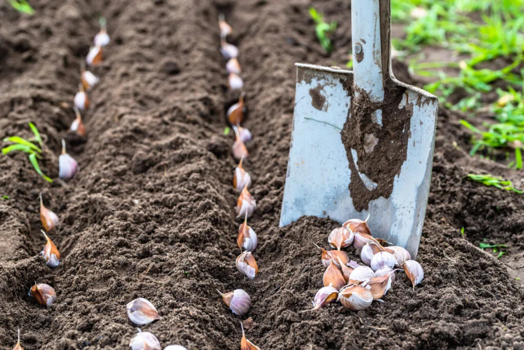 Planting garlic / Photo: Depositphotos