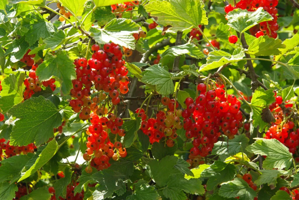 Currant bush