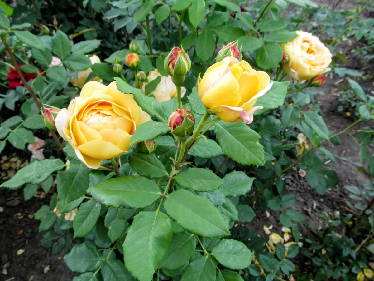 Hora da última poda das roseiras quem fizer agora e proteger bem no inverno terá floração abundante em junho
