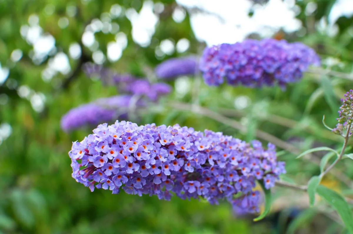 October care for butterfly bush encourages abundant flowering, good shape and safe overwintering