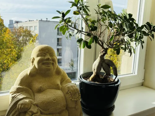 Bonsai em apartamento definha por um erro que muitos confundem com cuidado e o primeiro aviso chega tarde