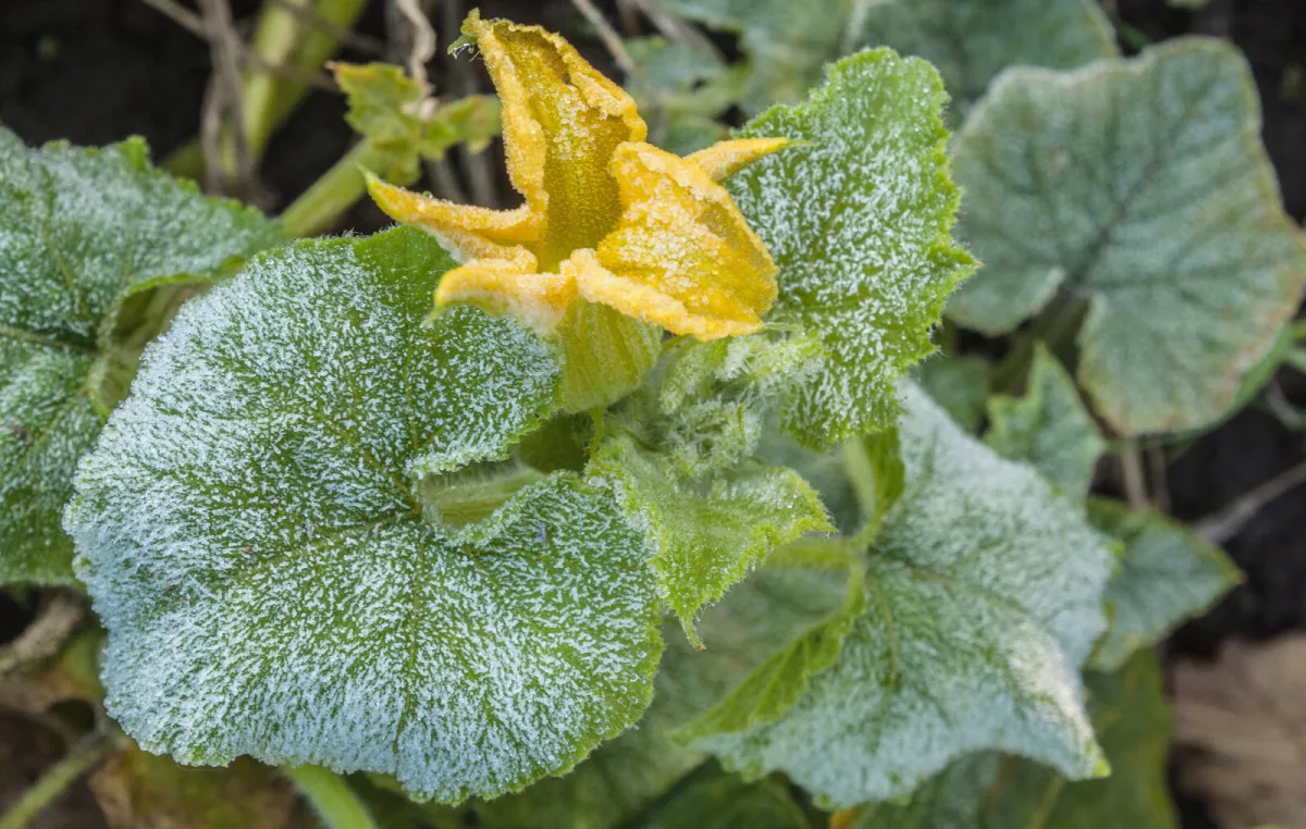 How to Protect Your Garden from Frost in Autumn and Spring