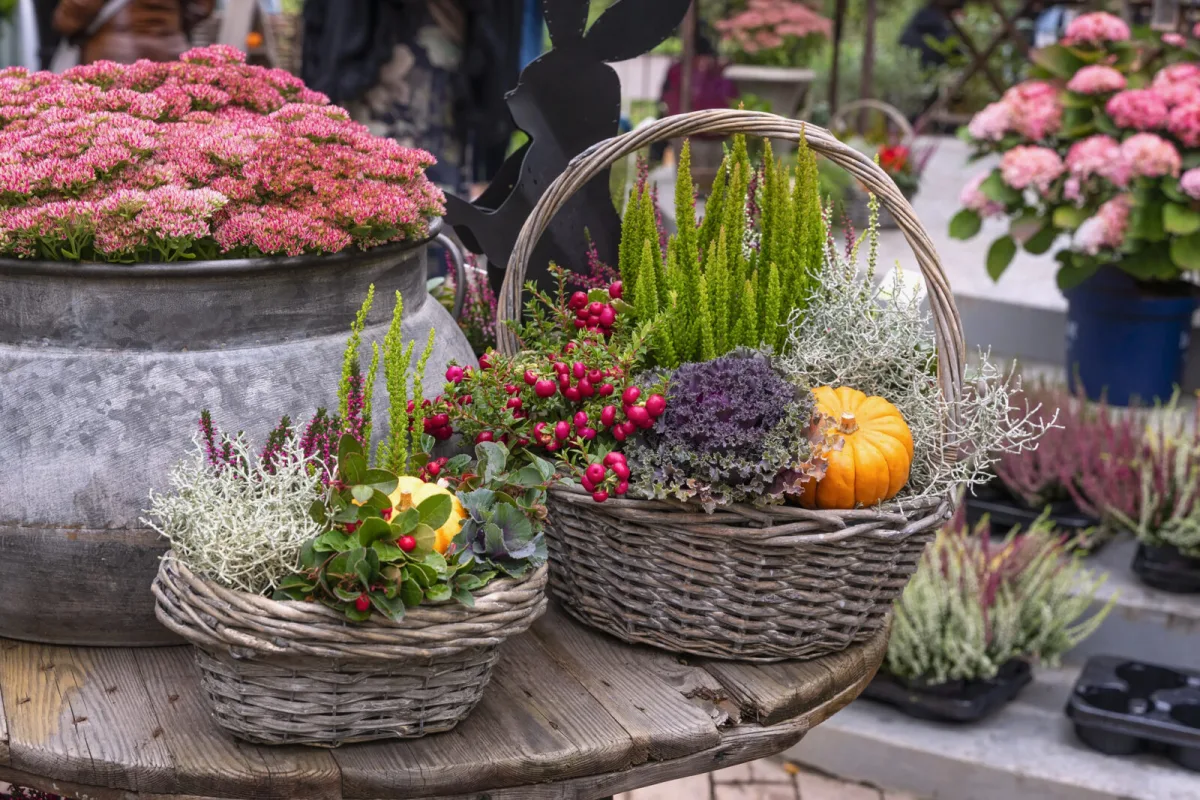 Seven plants that turn tired window boxes into an autumn display and shrug off frost