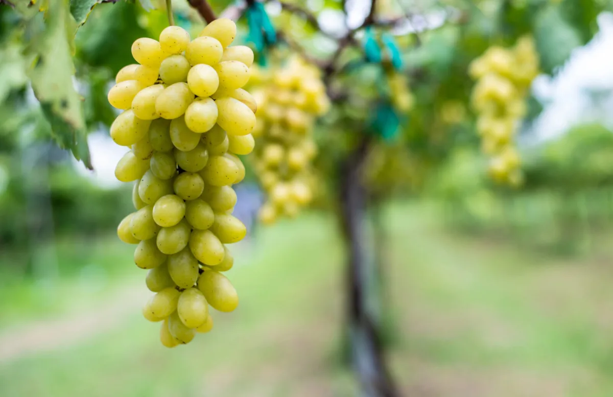 Autumn planted grapevines bud earlier the most common mistake happens before they even go in the ground