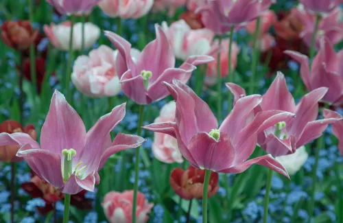 Tulips can still be planted in November, daffodils and hyacinths are at the last call