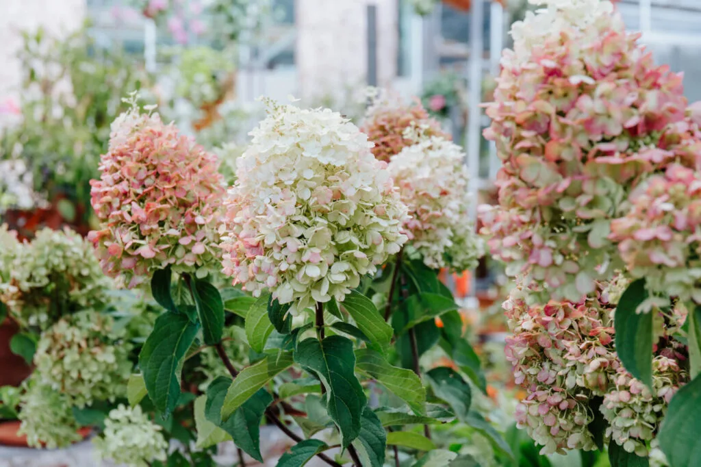 Hydrangea / Photo: Depositphotos