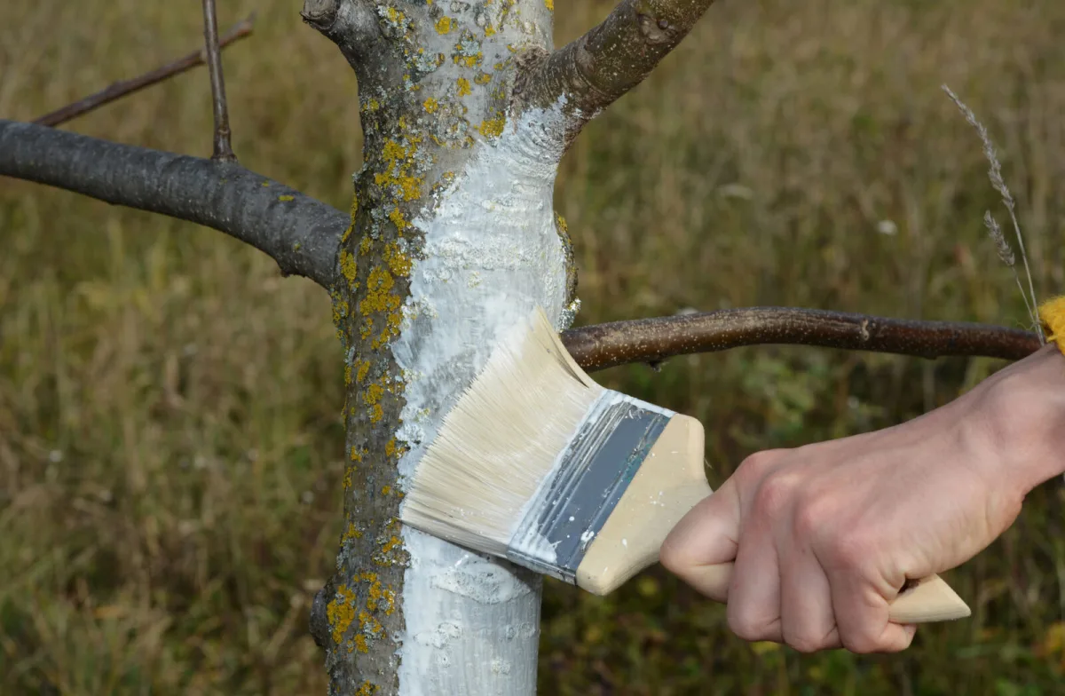 White Painted Trunks in Orchards Protect Trees from a Hidden Winter Threat