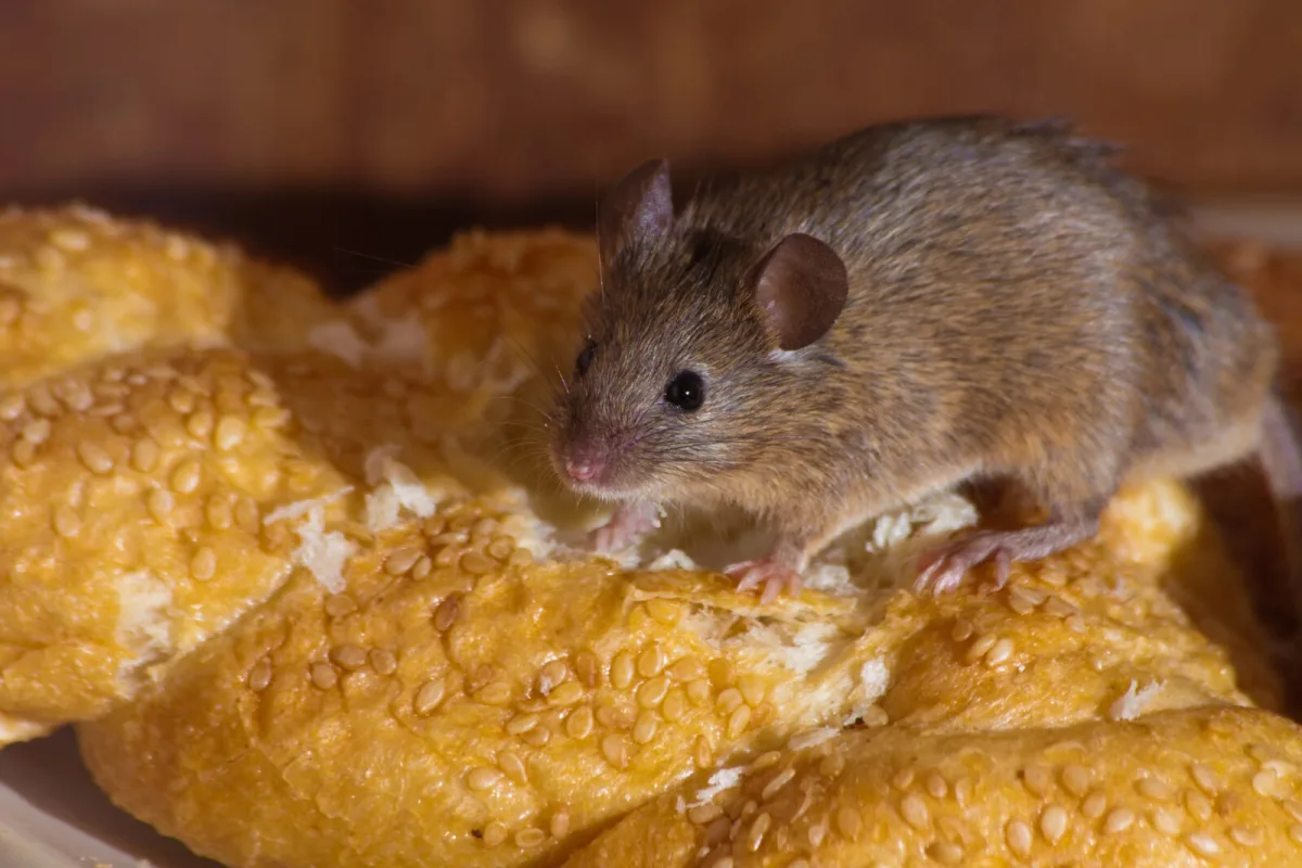 Souris dans la cuisine / Photo : Depositphotos