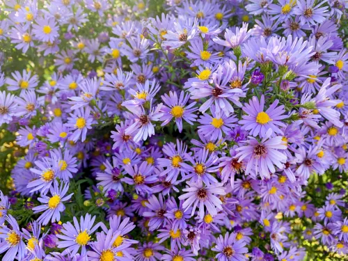 Autumn asters turn the garden into a haven for pollinators