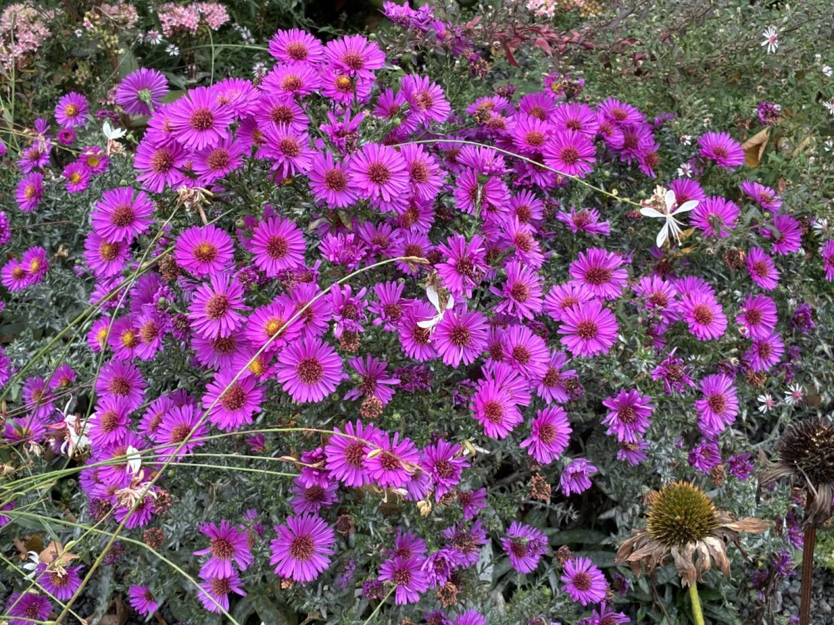 Wenn andere Blumen schon aufhören, fangen Astern erst an und tauchen den Garten in Farbe
