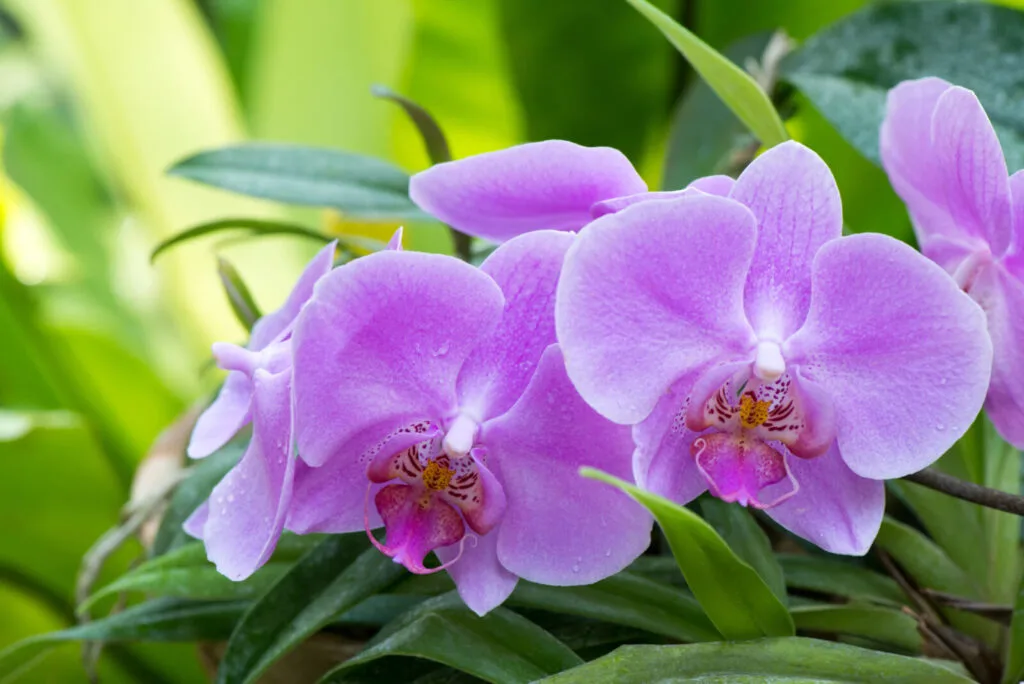 Blooming orchids / Photo: Depositphotos