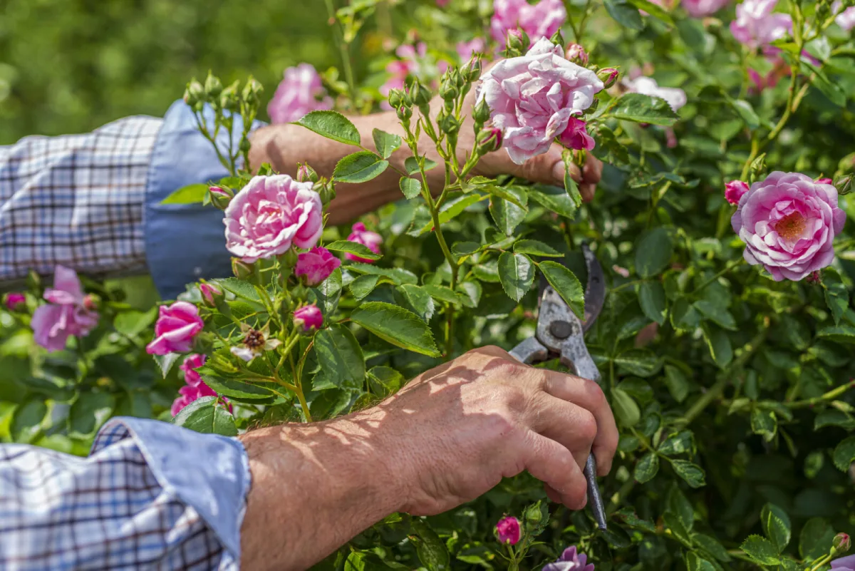 Winterise Roses at the Right Time