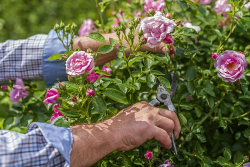 Winterise Roses at the Right Time