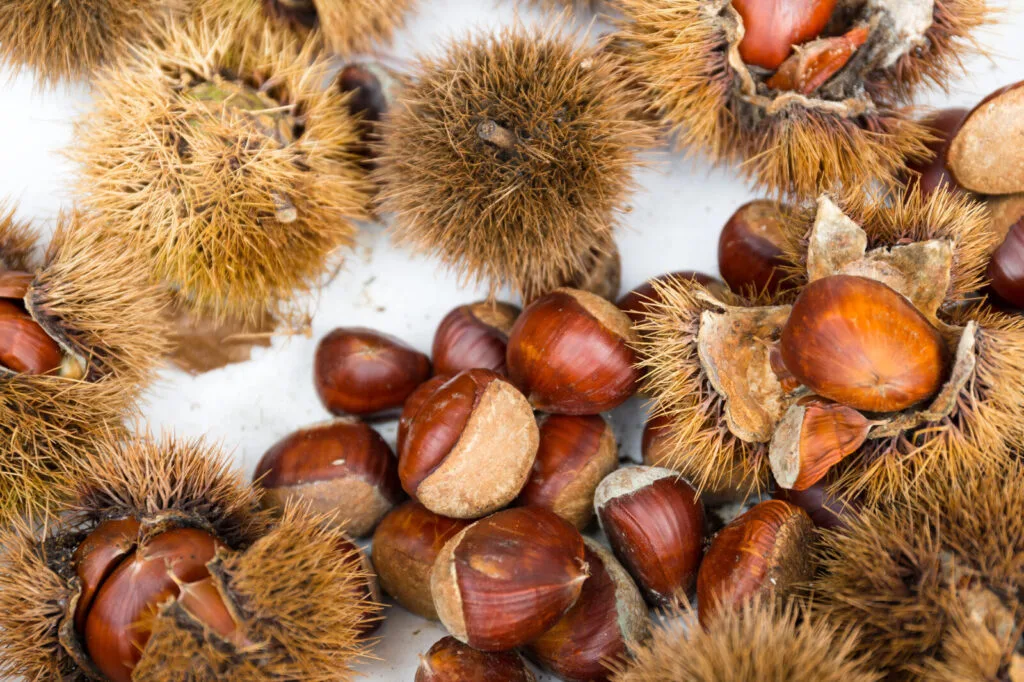 Esskastanie / Edelkastanie / Foto: Depositphotos
