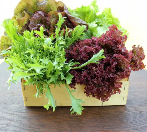 Winter salads extend your harvest for months