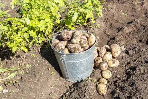 Your potatoes spoil in the cellar because of a mistake you make right after digging them up