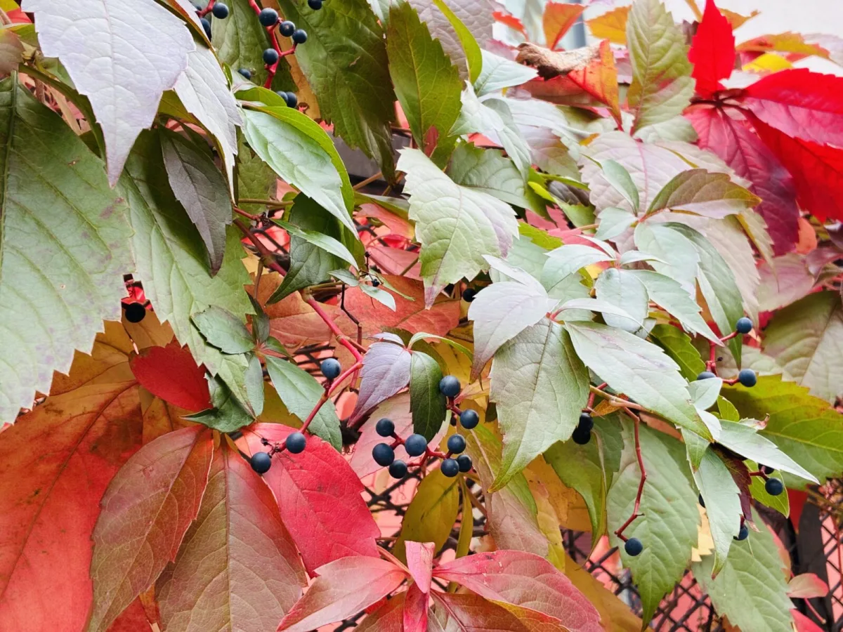 The Most Beautiful Autumn Climber Comes With a Catch: It Can Leave Permanent Marks on Your Facade
