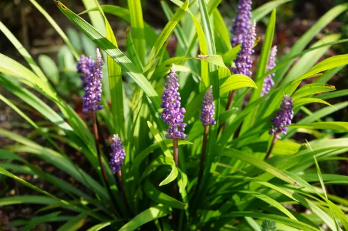 This perennial flowers when others are finishing, thrives in shade and is still little known in the Czech Republic